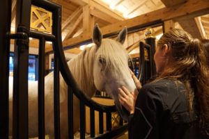 cheval haras lipica