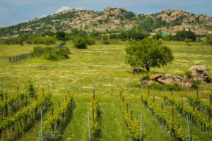 Routes des vins, Vignoble turc - Kirkaréli
