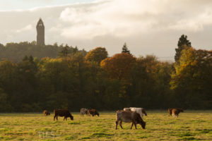 Stirling, Tour Wiliam Wallace Ecosse