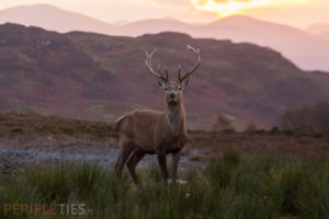 Cerf rouge highlands Ecosse