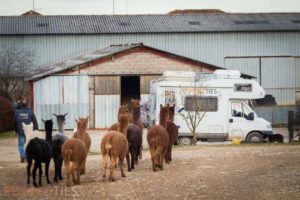 camping car ferme lamas