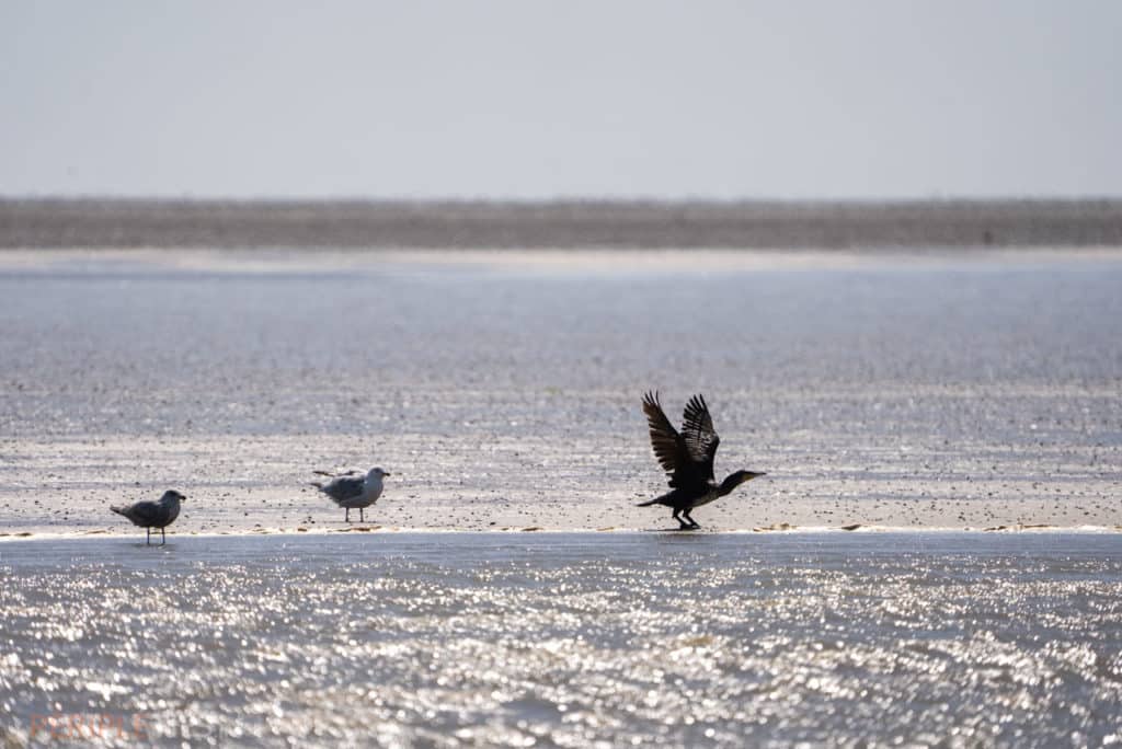 A Vadehavet (La mer des Wadden) des milliers d'oiseaux migrateurs affluent vers la région pour se nourrir des riches ressources alimentaires offertes par les fonds marins exposés à marée basse.