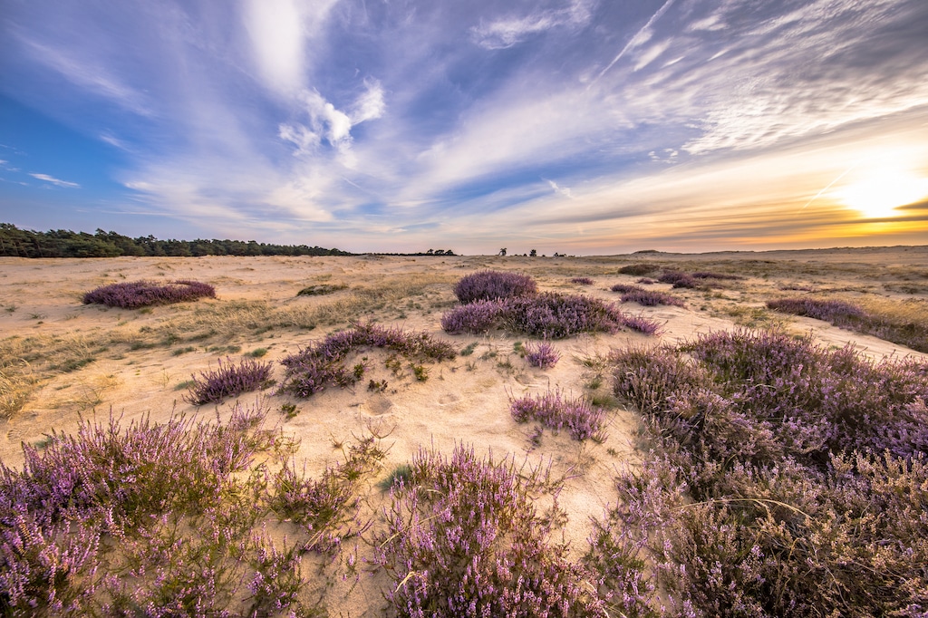 veluwe paysage nature