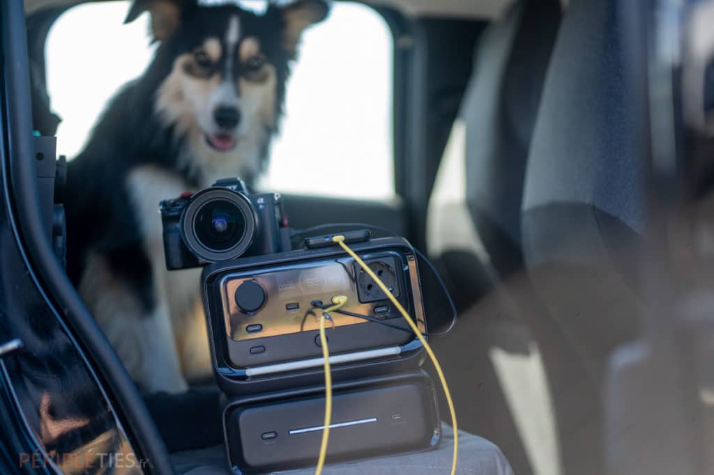 river 3 dans une voiture avec un chien 