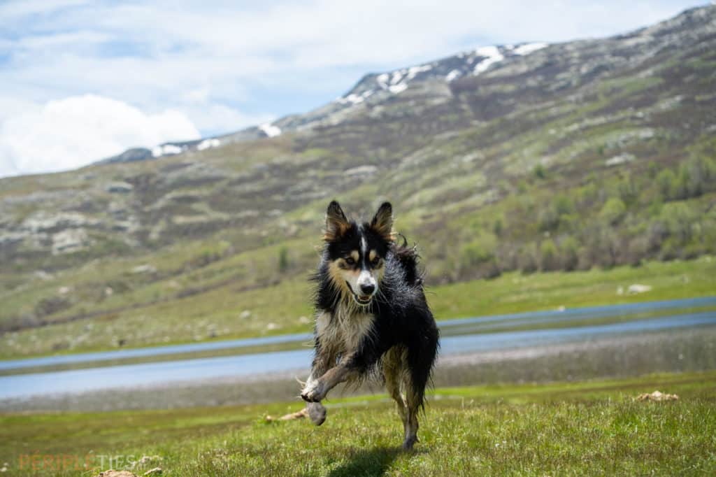 chien en corse