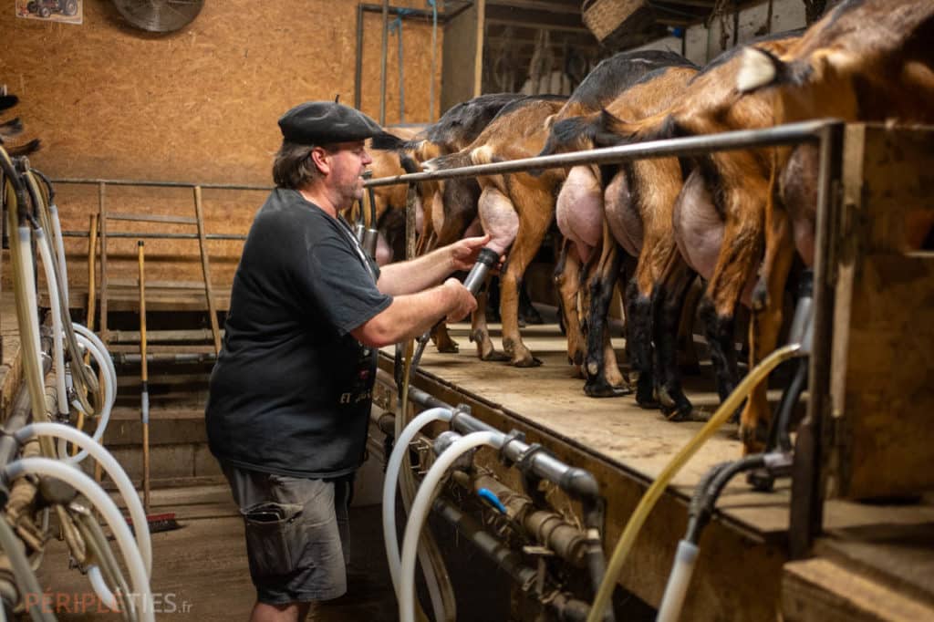 Éleveur en train de traire des chèvres à la ferme de la Vigne Haute dans le Lot