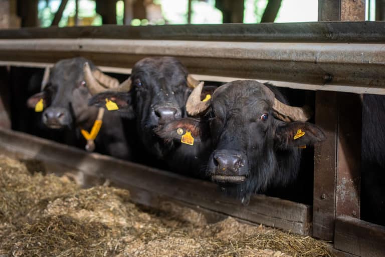 Buffles dans leur enclos à la ferme aux buffles du Jura, accueil Place to Bee