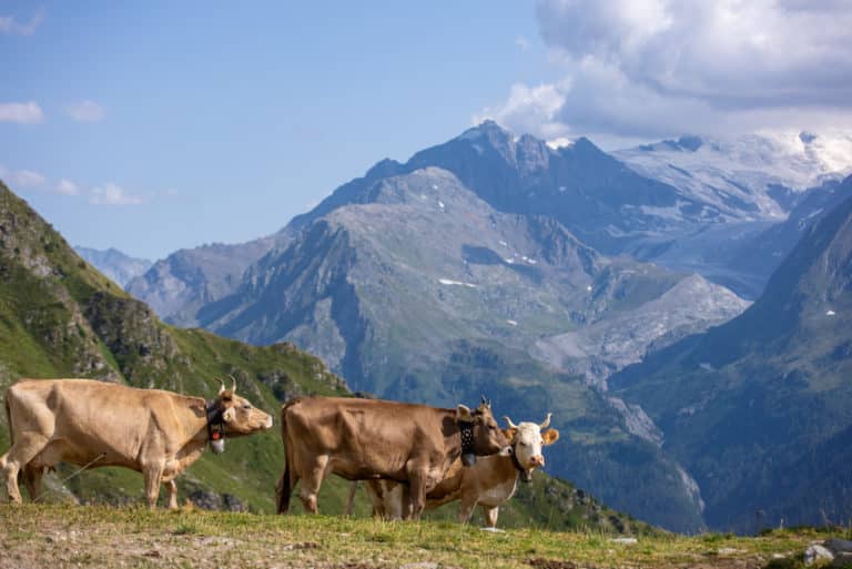 Vaches sur l'alpage valaisan à plus de 2000 m d'altitude, vue sur le glacier, Place to Bee