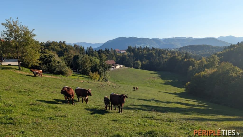 Vaches dans un pré de la campagne slovène